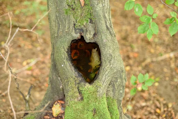 Cavo Forma Cuore Albero Pieno Acqua Foglie — Foto Stock