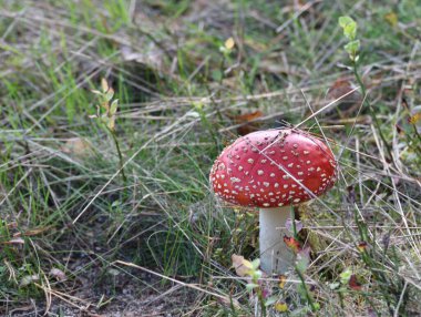 Orman çalılıklarında agarik uçmak