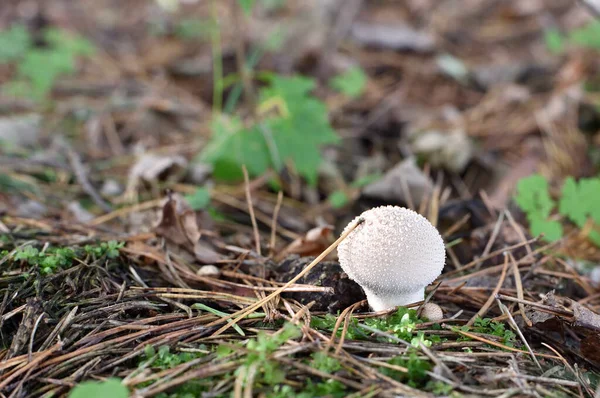 Lycoperdon Perlatum Δασική Βλάστηση — Φωτογραφία Αρχείου