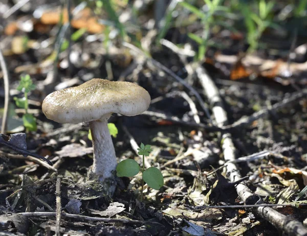 Paxillus Involutus Oätlig Skadlig Svamp Ett Snår Skog Grönt Gräs — Stockfoto