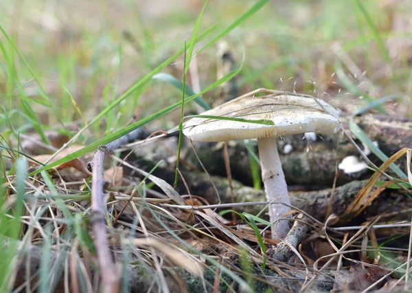 Svampar Oätliga Skadliga Snår Skogen Grönt Gräs — Stockfoto