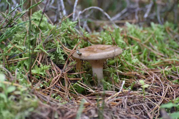 蘑菇不可食用有害 在绿草丛林中 — 图库照片