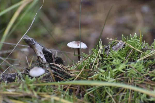 Cogumelo Não Comestível Prejudicial Moita Floresta Grama Verde — Fotografia de Stock