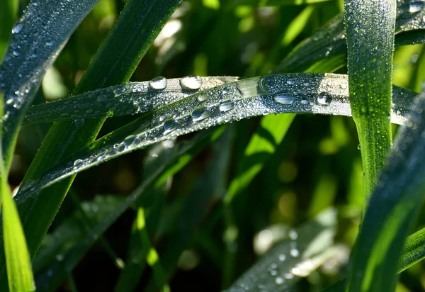 緑の芝生の上で新鮮な降下 — ストック写真