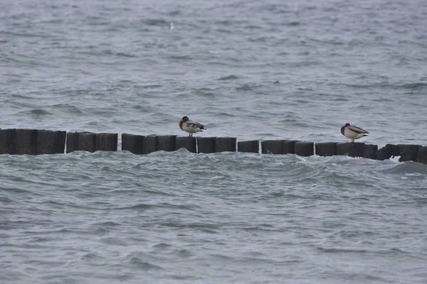 Canards Colverts Assis Sur Brise Lames Bois — Photo