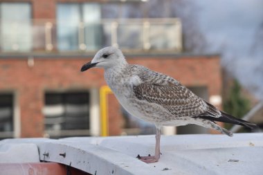 Bir balıkçı teknesinin güvertesine tünemiş bir martı.