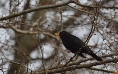 Karatavuk bir kış sabahı bir dala tünemiş elma yiyordu. 