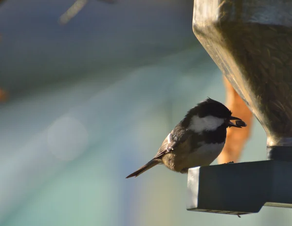 Coal Tit Eating Feeder — Stock Photo, Image