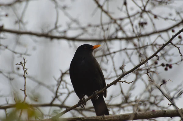 冬天的早晨 黑鸟栖息在树枝上 — 图库照片