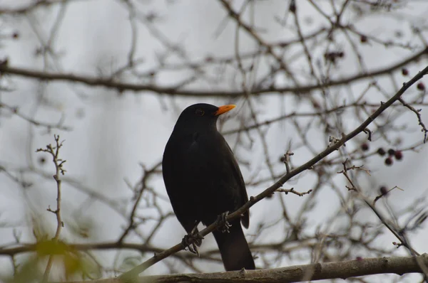 Amsel Hockte Wintermorgen Auf Einem Ast — Stockfoto