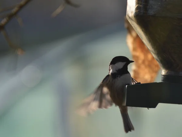 Coal Tit Eating Feeder — Stockfoto