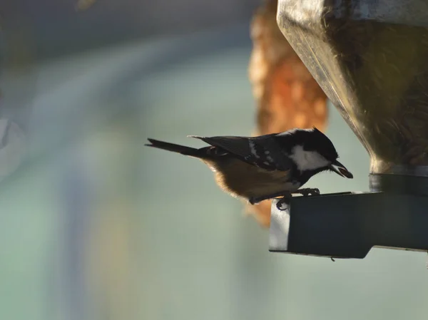 Coal Tit Eating Feeder — Stock Photo, Image