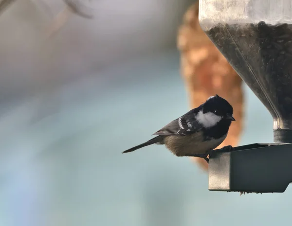 Coal Tit Eating Feeder — Photo