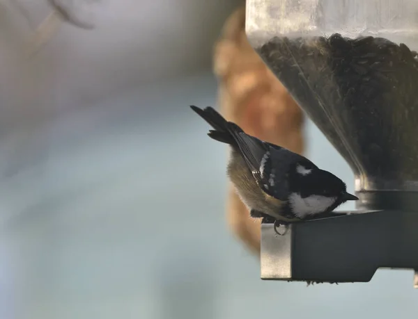 Coal Tit Eating Feeder — Stock Photo, Image