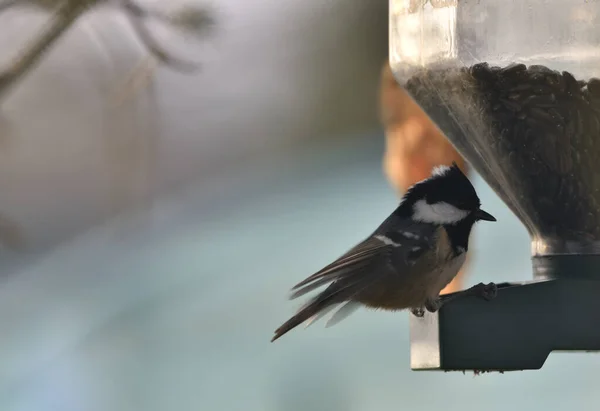 Coal Tit Eating Feeder — Stock Photo, Image