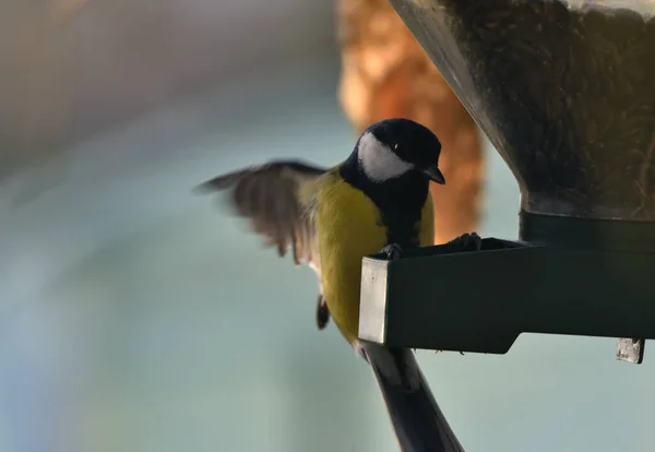 Great Tit Eating Feeder — Stock Photo, Image