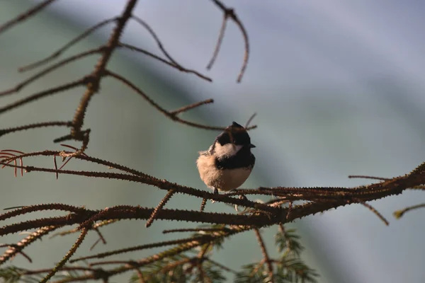 Coal Tit Looking What Can Eaten Breakfast — Photo