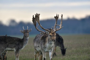 Çayırda otlayan bir geyik sürüsü. 