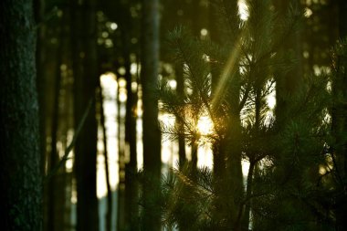 Yükselen güneş ağaçların iğnelerinin arasından parlıyor. 
