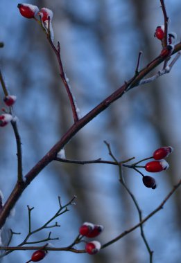 Kar serpiştirilmiş kırmızı gül meyvesi 