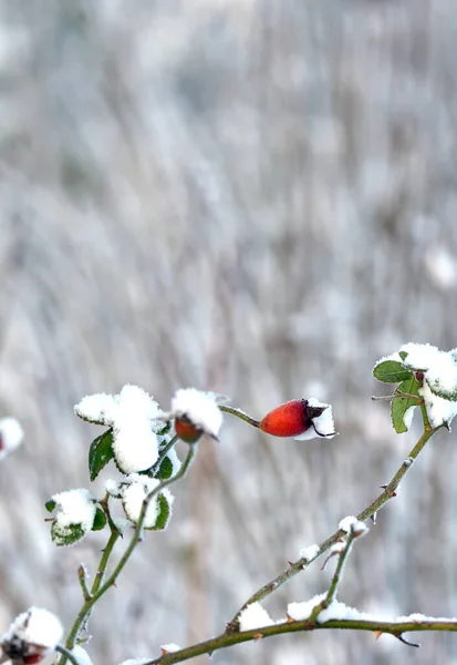 Rood Rozenfruit Besprenkeld Met Sneeuw — Stockfoto