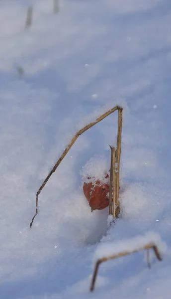 Fruta Laranja Polvilhada Com Neve — Fotografia de Stock