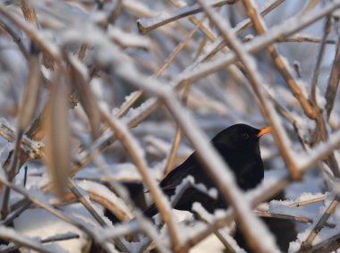 Karatavuk karla kaplı çalılıklarda saklanır. 