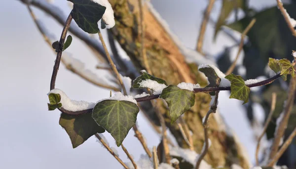 Edera Boscaglie Ricoperte Neve — Foto Stock