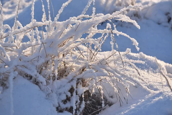 Hóval Borított Bokrok Fűfélék Sűrűek — Stock Fotó
