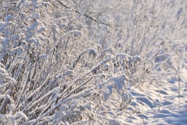 Çalılar, çimenler ve karla kaplı çalılıklar. 