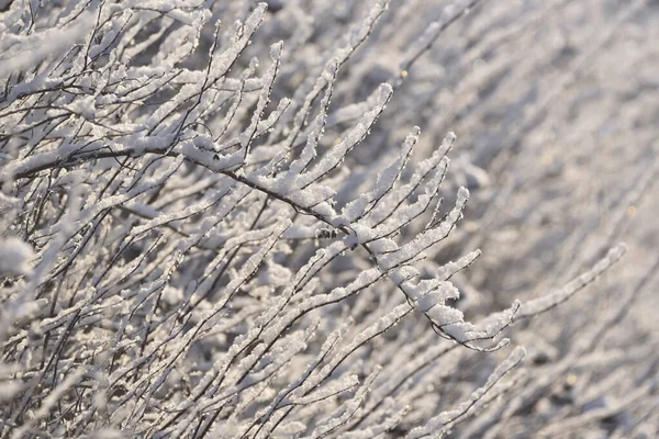 Hóval Borított Bokrok Fűfélék Sűrűek — Stock Fotó