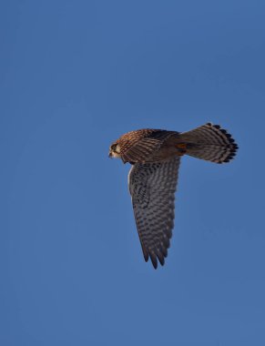 Avının kalıntıları gagasında uçarken Atmaca. 