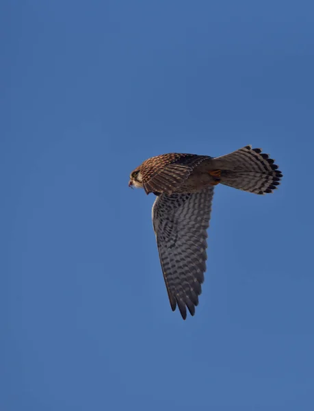 Sparrowhawk Enquanto Voa Com Restos Sua Presa Seu Bico — Fotografia de Stock