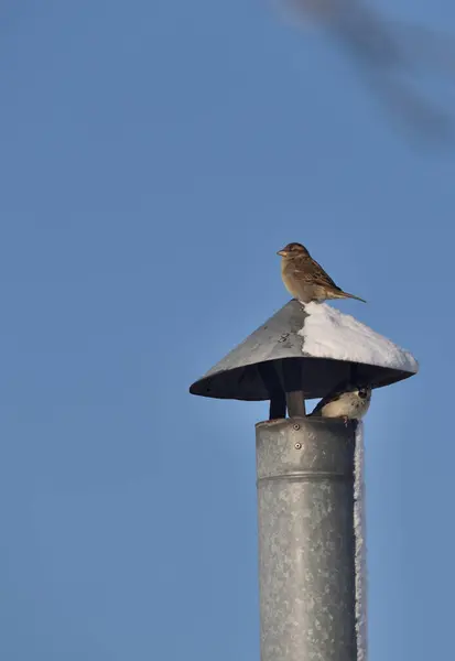 Mussen Zitten Een Met Sneeuw Bedekte Tinnen Schoorsteen — Stockfoto