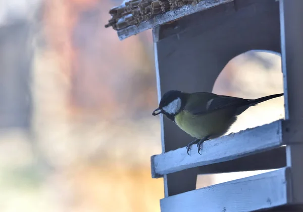 Tit Grain Its Beak Flies Out Feeder — Stock Photo, Image