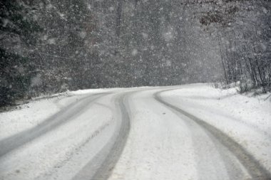 roads between the lines of trees during a snowstorm 