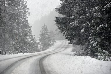 roads between the lines of trees during a snowstorm 
