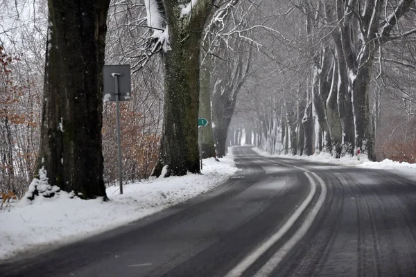 Δρόμοι Μεταξύ Των Γραμμών Των Δέντρων Κατά Διάρκεια Χιονοθύελλας — Φωτογραφία Αρχείου