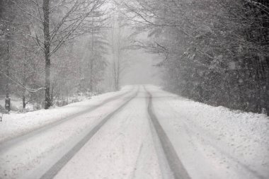 roads between the lines of trees during a snowstorm 