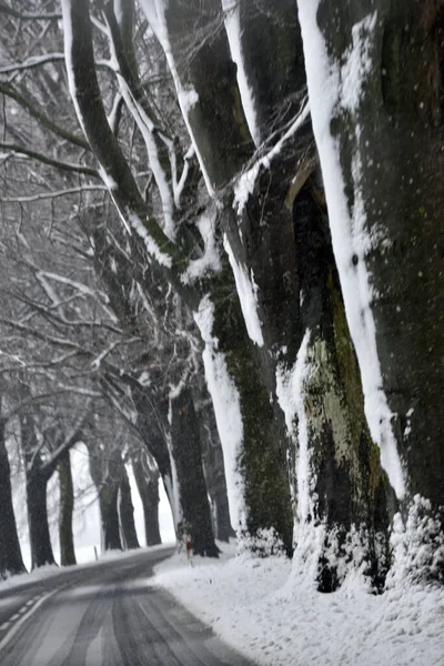 Roads Lines Trees Snowstorm — Stock Fotó