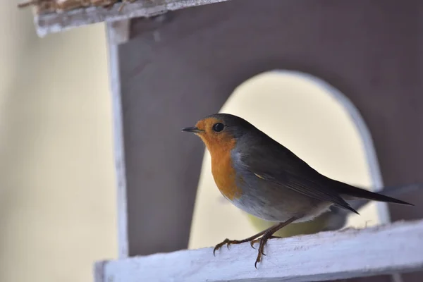 Robin Sits Feeder Winter Time Eat — Stock Photo, Image