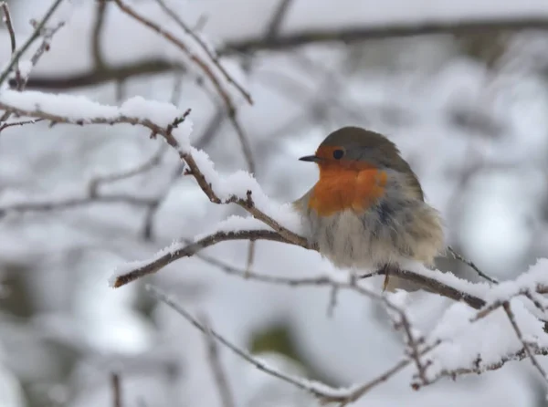 Merle Est Assis Sur Les Branches Des Arbres Hiver — Photo