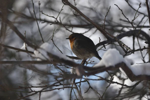 Het Roodborstje Zit Winter Boomtakken — Stockfoto