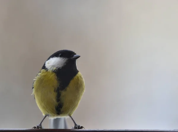 Tit Sitting Railing Watching — Stock Photo, Image