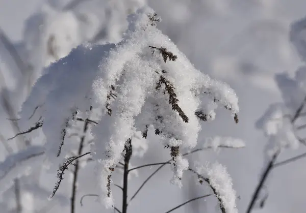 Trockene Pflanzen Mit Weißem Schnee Bedeckt — Stockfoto