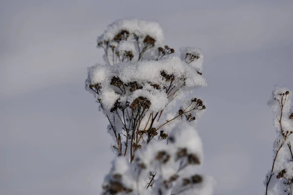 Fehér Hóval Borított Száraz Növények — Stock Fotó