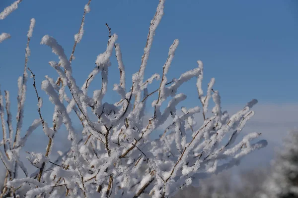 Snö Fastnat Små Kvistar Ett Träd — Stockfoto