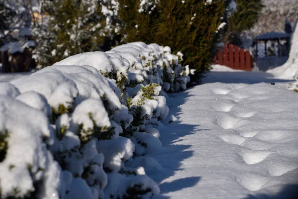 Sentier Sur Les Côtés Des Buissons Des Fourrés Couverts Neige — Photo