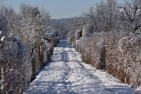 Weg Und Den Seiten Schneebedeckte Büsche Und Gestrüpp — Stockfoto