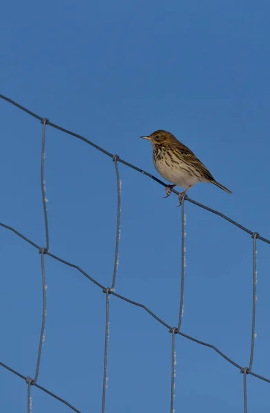 Rock Pipit Sits Metal Fence Slightly Frosted — Foto de Stock